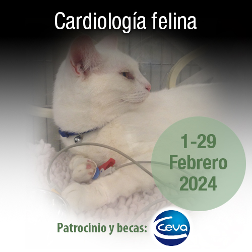 Curso Cardiología Felina