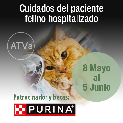Curso Cuidados del paciente felino hospitalizado