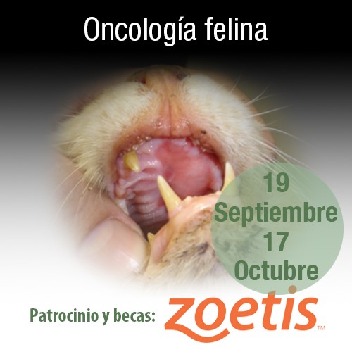 Oncología felina